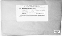 Sarcodon imbricatus image
